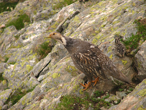 ���������� ����